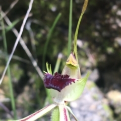 Caladenia parva at Paddys River, ACT - 9 Oct 2021