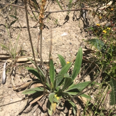 Plantago varia (Native Plaintain) at Paddys River, ACT - 9 Oct 2021 by Ned_Johnston