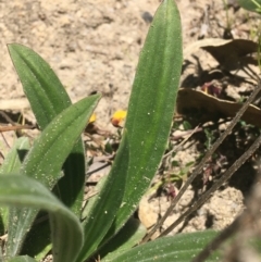 Plantago varia at Paddys River, ACT - 9 Oct 2021