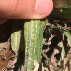 Plantago varia at Paddys River, ACT - 9 Oct 2021