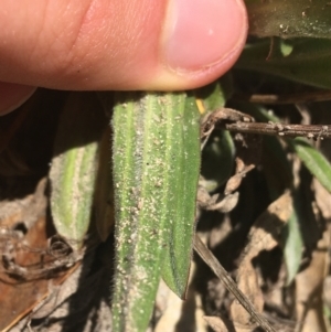 Plantago varia at Paddys River, ACT - 9 Oct 2021