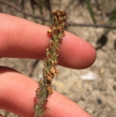 Plantago varia at Paddys River, ACT - 9 Oct 2021 03:00 PM