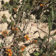 Pultenaea procumbens (Bush Pea) at Paddys River, ACT - 9 Oct 2021 by NedJohnston