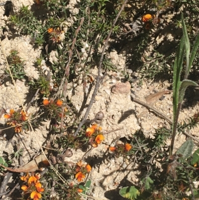 Pultenaea procumbens (Bush Pea) at Paddys River, ACT - 9 Oct 2021 by NedJohnston