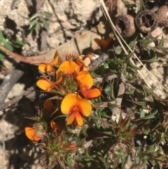 Pultenaea procumbens at Paddys River, ACT - 9 Oct 2021 03:02 PM