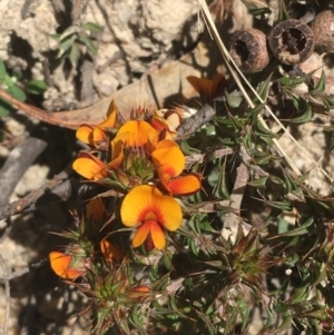 Pultenaea procumbens at Paddys River, ACT - 9 Oct 2021 03:02 PM