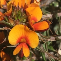 Pultenaea procumbens at Paddys River, ACT - 9 Oct 2021 03:02 PM