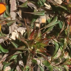 Pultenaea procumbens at Paddys River, ACT - 9 Oct 2021 03:02 PM