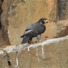 Falco peregrinus (Peregrine Falcon) at Kambah, ACT - 10 Oct 2021 by JohnBundock