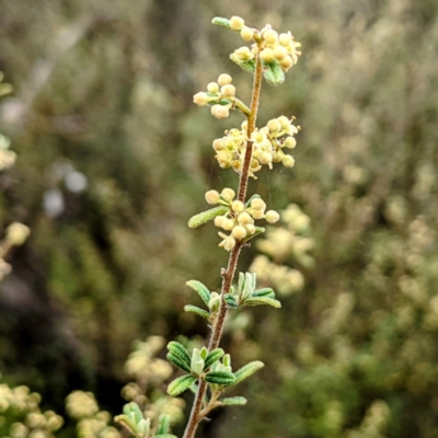 Pomaderris angustifolia (Pomaderris) at Bullen Range - 10 Oct 2021 by HelenCross