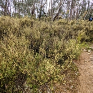 Pomaderris angustifolia at Stromlo, ACT - 10 Oct 2021