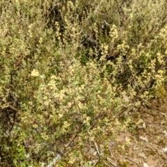 Pomaderris angustifolia at Stromlo, ACT - 10 Oct 2021