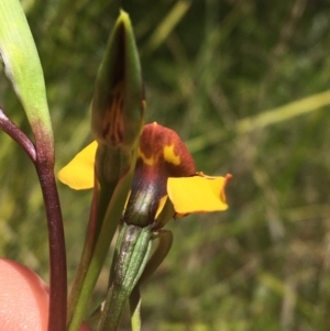 Diuris semilunulata at Paddys River, ACT - suppressed