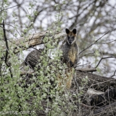 Wallabia bicolor (Swamp Wallaby) at Acton, ACT - 1 Oct 2021 by BIrdsinCanberra