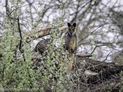 Wallabia bicolor (Swamp Wallaby) at Acton, ACT - 1 Oct 2021 by BIrdsinCanberra