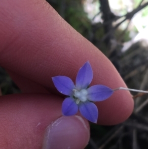 Wahlenbergia sp. at Paddys River, ACT - 9 Oct 2021 03:06 PM