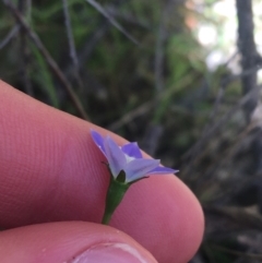 Wahlenbergia sp. at Paddys River, ACT - 9 Oct 2021 03:06 PM