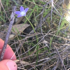 Wahlenbergia sp. at Paddys River, ACT - 9 Oct 2021 03:06 PM