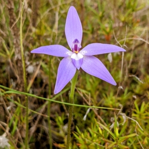 Glossodia major at Stromlo, ACT - suppressed