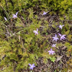 Glossodia major at Stromlo, ACT - suppressed