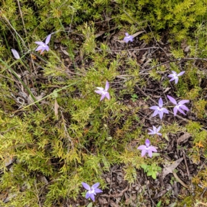 Glossodia major at Stromlo, ACT - suppressed