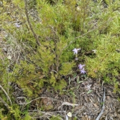 Glossodia major at Stromlo, ACT - 10 Oct 2021