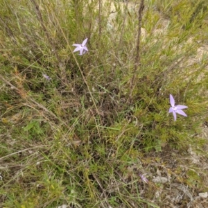 Glossodia major at Stromlo, ACT - 10 Oct 2021