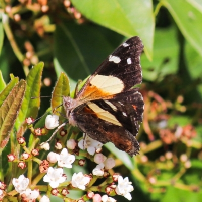 Vanessa itea (Yellow Admiral) at Watson, ACT - 9 Oct 2021 by Sarah2019