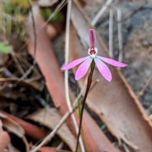 Caladenia fuscata at Stromlo, ACT - suppressed