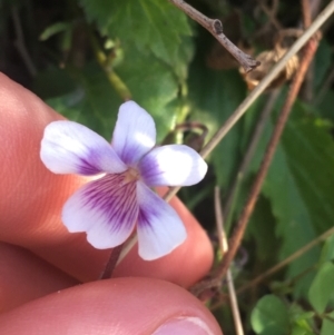 Viola hederacea at Paddys River, ACT - 9 Oct 2021 03:11 PM