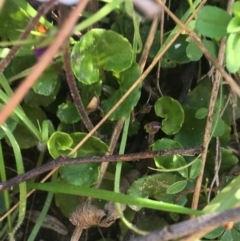 Viola hederacea at Paddys River, ACT - 9 Oct 2021 03:11 PM