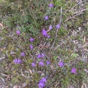 Glossodia major at Bungendore, NSW - suppressed