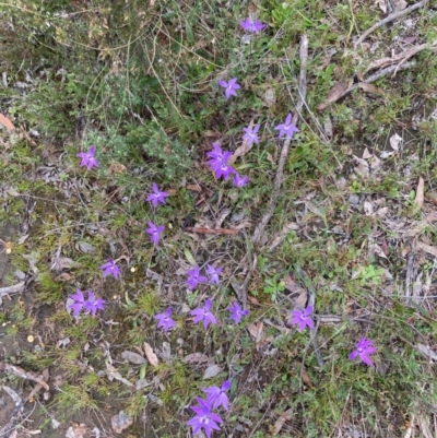 Glossodia major (Wax Lip Orchid) at Bungendore, NSW - 10 Oct 2021 by yellowboxwoodland