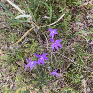 Glossodia major at Bungendore, NSW - suppressed