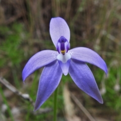 Glossodia major (Wax Lip Orchid) at Paddys River, ACT - 10 Oct 2021 by JohnBundock