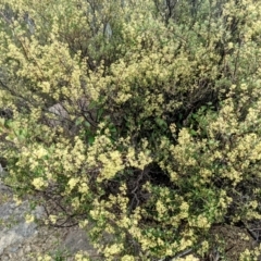 Pomaderris angustifolia (Pomaderris) at Stromlo, ACT - 10 Oct 2021 by HelenCross