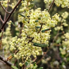 Pomaderris angustifolia at Stromlo, ACT - 10 Oct 2021 11:55 AM