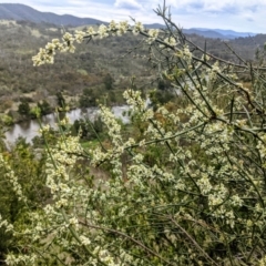 Discaria pubescens (Australian Anchor Plant) at Stromlo, ACT - 10 Oct 2021 by HelenCross