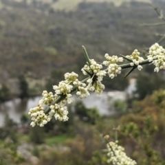 Discaria pubescens at Stromlo, ACT - 10 Oct 2021 12:22 PM