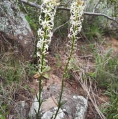 Stackhousia monogyna (Creamy Candles) at Pine Island to Point Hut - 10 Oct 2021 by MB