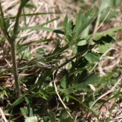 Ranunculus lappaceus at Coree, ACT - 9 Oct 2021 11:57 AM