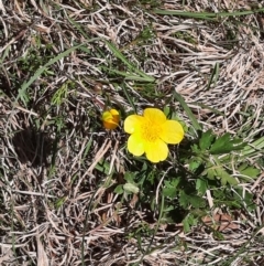 Ranunculus lappaceus at Coree, ACT - 9 Oct 2021 11:57 AM