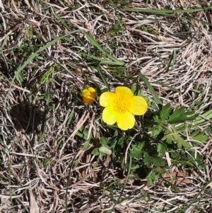 Ranunculus lappaceus at Coree, ACT - 9 Oct 2021 11:57 AM