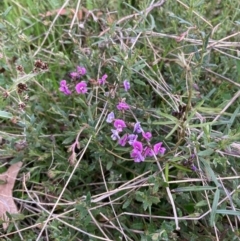 Glycine clandestina (Twining Glycine) at Bungendore, NSW - 10 Oct 2021 by yellowboxwoodland