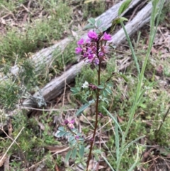 Indigofera australis subsp. australis (Australian Indigo) at Bungendore, NSW - 10 Oct 2021 by yellowboxwoodland