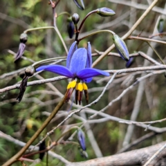 Dianella revoluta (Black-Anther Flax Lily) at Tuggeranong DC, ACT - 10 Oct 2021 by HelenCross
