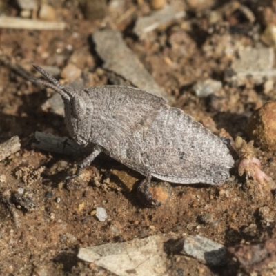 Goniaea australasiae (Gumleaf grasshopper) at Hawker, ACT - 4 Oct 2021 by AlisonMilton