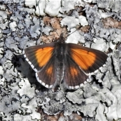 Lucia limbaria (Chequered Copper) at Tennent, ACT - 8 Oct 2021 by JohnBundock