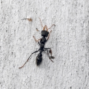 Myrmecia tarsata at Hawker, ACT - 4 Oct 2021