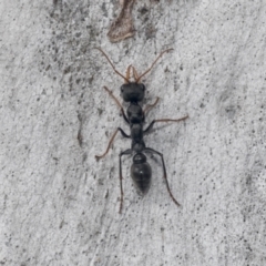 Myrmecia tarsata at Hawker, ACT - 4 Oct 2021